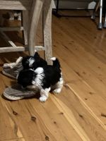 Shih Tzu Puppies for sale in Werris Creek NSW 2341, Australia. price: $3,000