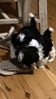 Shih Tzu Puppies for sale in Werris Creek NSW 2341, Australia. price: $3,000