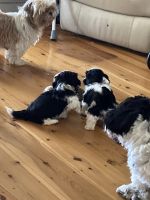 Shih Tzu Puppies for sale in Werris Creek NSW 2341, Australia. price: $3,000