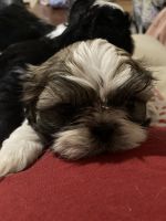 Shih Tzu Puppies for sale in Werris Creek NSW 2341, Australia. price: $3,000