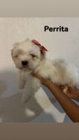 Shih Tzu Puppies for sale in Edinburg, TX, USA. price: $450