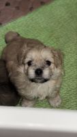 Shih Tzu Puppies for sale in Nyah VIC 3594, Australia. price: $2,000