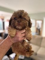 Shih Tzu Puppies for sale in 3014 Hope Valley Rd, Durham, NC 27707, USA. price: $490