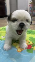 Shih Tzu Puppies for sale in IBL Housing Scheme, Lahore, Pakistan. price: 50,000 PKR
