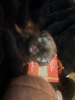 Shih Tzu Puppies for sale in Ocala, FL, USA. price: $1,500