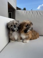 Shih Tzu Puppies for sale in Merritt Island, FL 32952, USA. price: $3,500