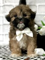 Shih Tzu Puppies for sale in Los Angeles, CA, USA. price: $350