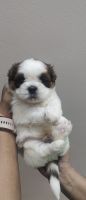 Shih Tzu Puppies for sale in Bengaluru, Karnataka, India. price: 18,000 INR