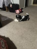 Shih Tzu Puppies for sale in Leland, NC 28451, USA. price: $800