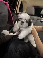 Shih Tzu Puppies for sale in Orlando, FL 32822, USA. price: $1,100