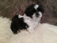 Shih Tzu Puppies for sale in London, UK. price: 250 GBP