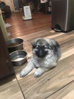 Shiloh Shepherd Puppies for sale in Florence, AL, USA. price: $1,750