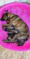 Shiloh Shepherd Puppies for sale in Riverton, UT, USA. price: $1,500
