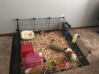 Shiny Guinea Pig Rodents for sale in Rosemount, MN 55068, USA. price: NA