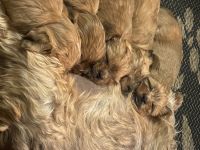 Shorkie Puppies for sale in Sherman, TX, USA. price: $750