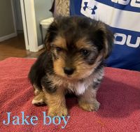 Shorkie Puppies for sale in Dawsonville, GA 30534, USA. price: $1,200