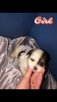 Shorkie Puppies for sale in Indianapolis, IN, USA. price: $900