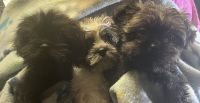 Shorkie Puppies for sale in Colton, OR, USA. price: $500