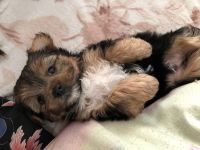 Shorkie Puppies for sale in Colorado Springs, CO 80923, USA. price: $900