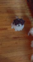 Shorkie Puppies for sale in St. Louis, MO, USA. price: $600