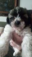 Shorkie Puppies for sale in Lawrenceville, GA, USA. price: $875