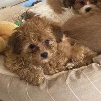 Shorkie Puppies for sale in North Miami, FL, USA. price: $1,650