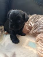 Shorkie Puppies for sale in Myrtle Beach, SC, USA. price: $800