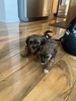 Shorkie Puppies for sale in Sacramento, California. price: $2,200