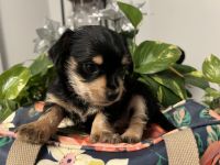 Shorkie Puppies for sale in Kissimmee, Florida. price: $1,000