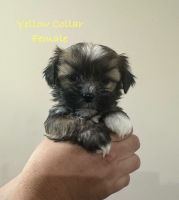 Shorkie Puppies for sale in Commerce, Georgia. price: $300