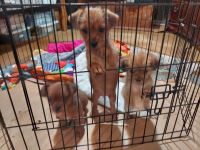 Shorkie Puppies for sale in San Francisco, California. price: $750