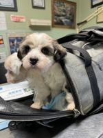 Shorkie Puppies for sale in Chicago, Illinois. price: $1,200