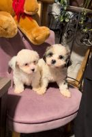 Shorkie Puppies for sale in Chicago, Illinois. price: $1,100