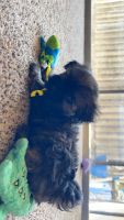 Shorkie Puppies for sale in Yuba City, CA, USA. price: $650
