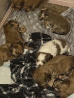 Shorkie Puppies for sale in Temperance, MI 48182, USA. price: $500