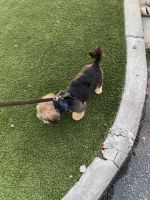 Shorkie Puppies for sale in Pasadena, CA, USA. price: NA