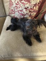 Shorkie Puppies for sale in San Antonio, TX, USA. price: $350