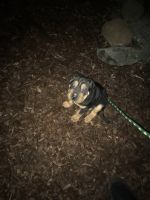 Shorkie Puppies for sale in Santa Rosa, CA, USA. price: $500