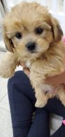 Shorkie Puppies for sale in Orlando, FL, USA. price: $2,000