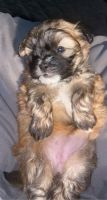 Shorkie Puppies for sale in Colorado Springs, CO, USA. price: $800
