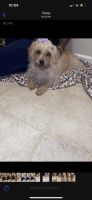 Shorkie Puppies for sale in Grovetown, GA 30813, USA. price: $300