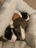 Short haired Guinea Pig Rodents Photos