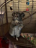 Short-tailed Chinchilla Rodents for sale in Twinsburg, OH 44087, USA. price: $100
