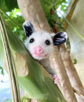 Short Tailed Opossum Animals Photos