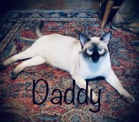 Siamese Lynx Point Kitten