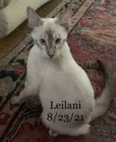 Siamese Lynx Point Kitten