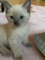 Desert Lynx/Siamese kittens