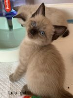 Desert Lynx/Siamese kittens