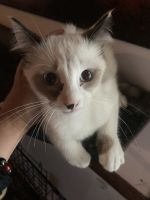 Beautiful Siamese kittens