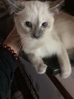 Beautiful Siamese kittens